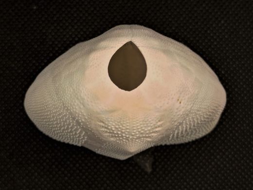 Metalia spatagus (pequeño)