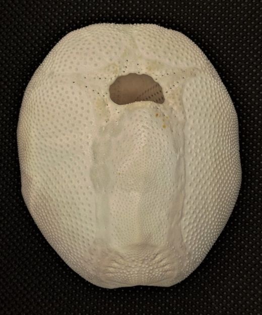 Metalia spatagus (pequeño)