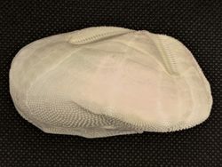 Metalia spatagus (pequeño)