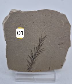Metasequoia (Rama fósil )