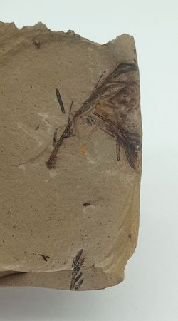 Metasequoia (vegetal fósil)