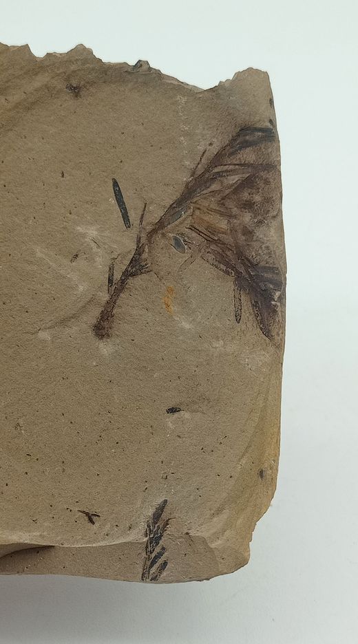 Metasequoia (vegetal fósil)