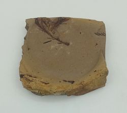 Metasequoia (vegetal fósil)