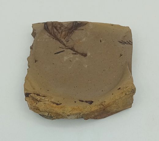 Metasequoia (vegetal fósil)