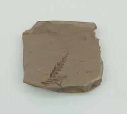 Metasequoia (vegetal fósil)