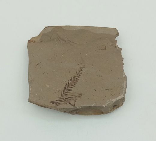 Metasequoia (vegetal fósil)