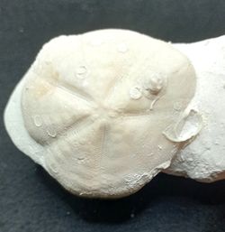 Micraster decipiens