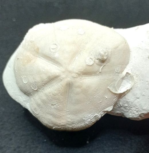 Micraster decipiens