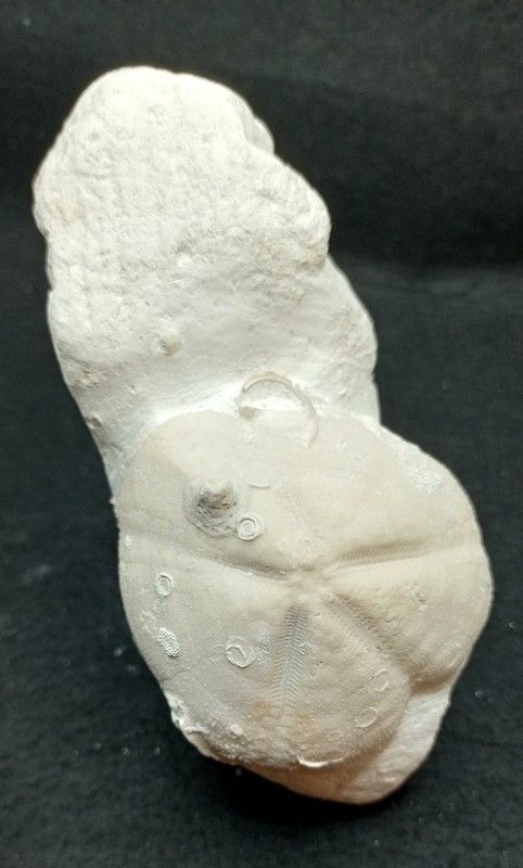 Micraster decipiens