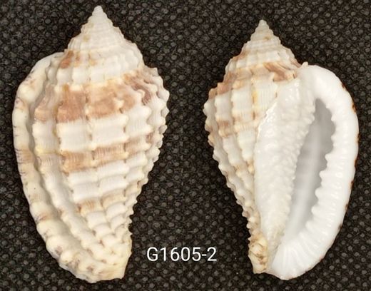 Morum Teramachii