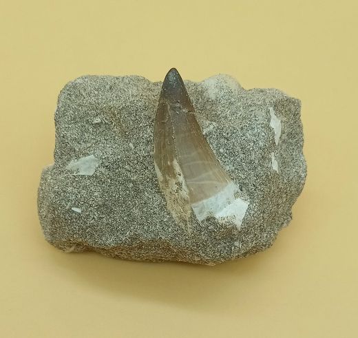 Mosasaurus cf. anceps diente en matriz