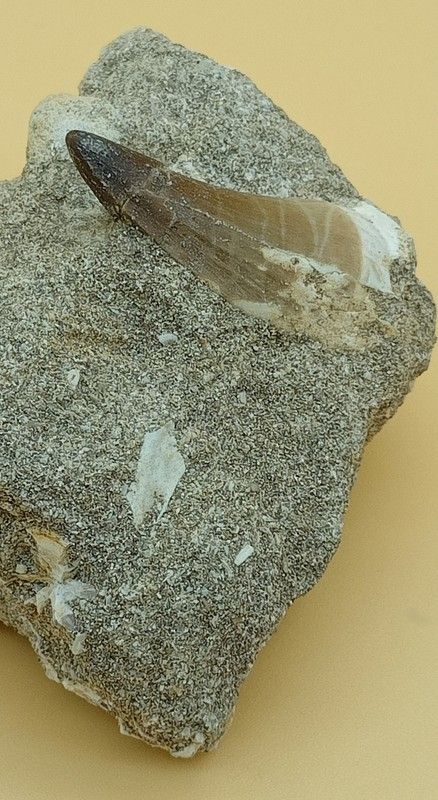 Mosasaurus cf. anceps diente en matriz
