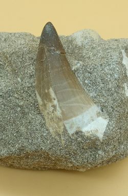 Mosasaurus cf. anceps diente en matriz