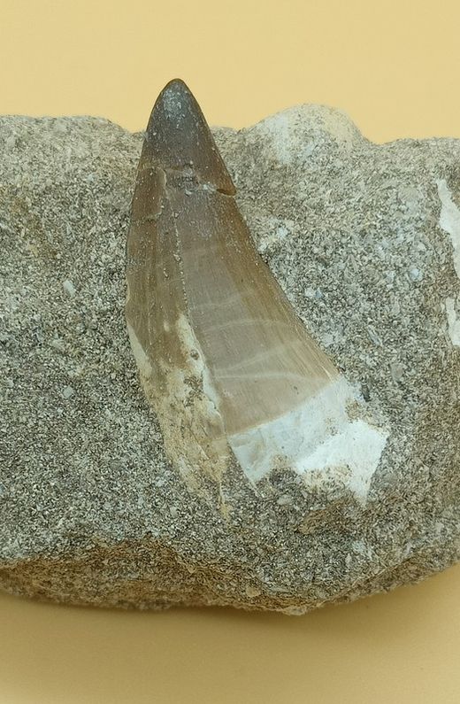Mosasaurus cf. anceps diente en matriz