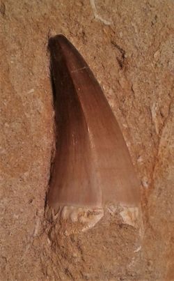 Mosasaurus cf.anceps (diente en matriz)