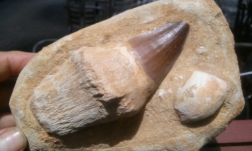 Mosasaurus diente con raiz y fragmento de vértebra