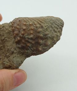 Myophorella lusitanica