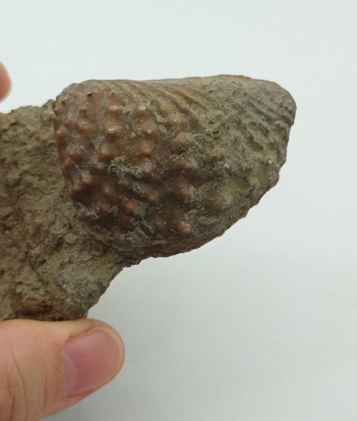 Myophorella lusitanica