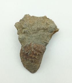 Myophorella lusitanica