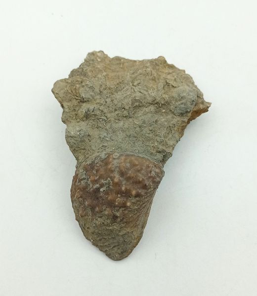 Myophorella lusitanica