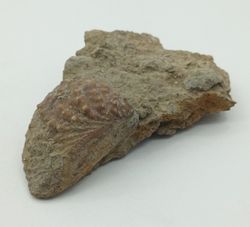 Myophorella lusitanica