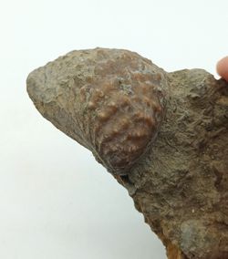 Myophorella lusitanica