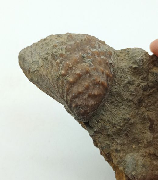 Myophorella lusitanica