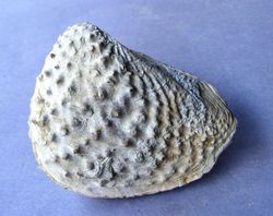 Myophorella lustanica Trigonia tam. grande