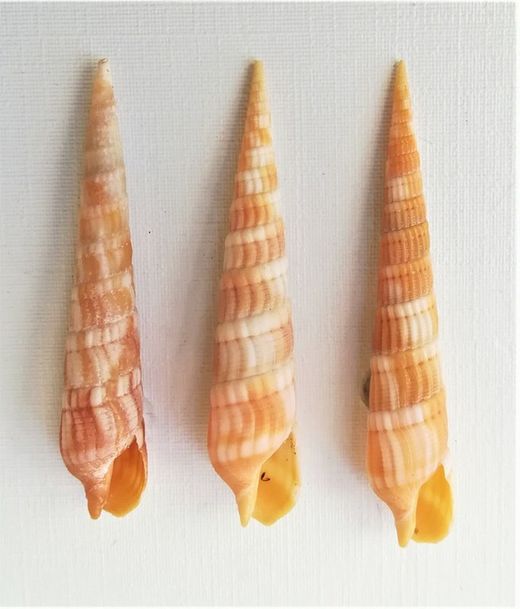 Myurella nebulosa (Mozambique)