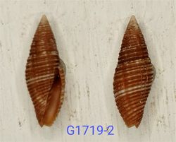 Nebularia avenacea