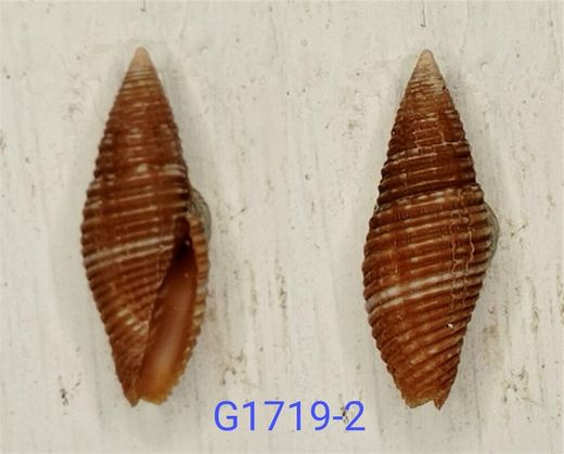 Nebularia avenacea