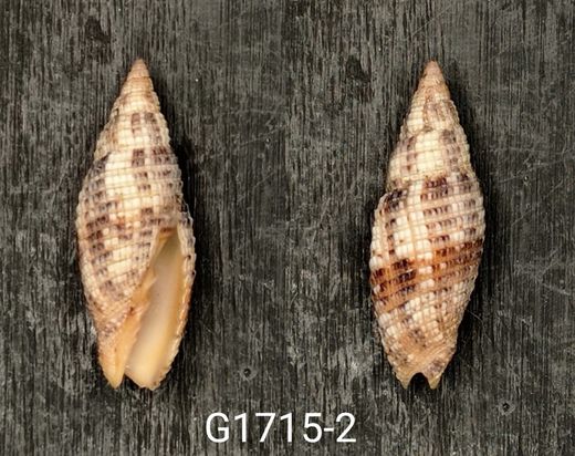 Neocancilla papilio