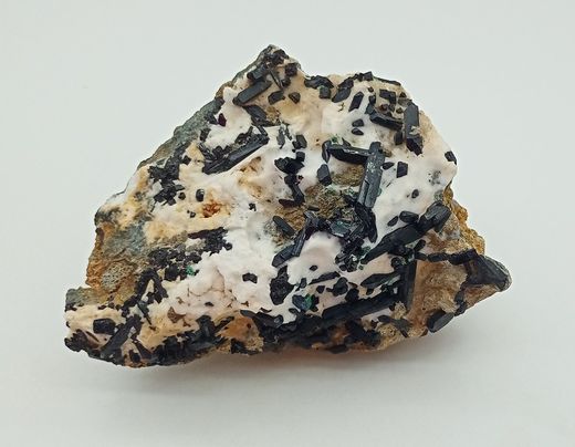 Neptunita