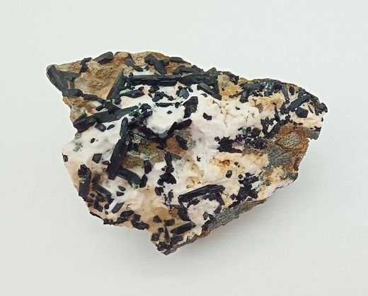 Neptunita