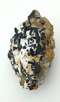 Neptunita