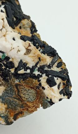 Neptunita