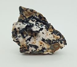 Neptunita