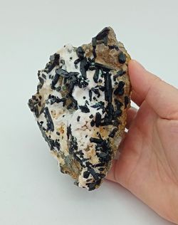 Neptunita