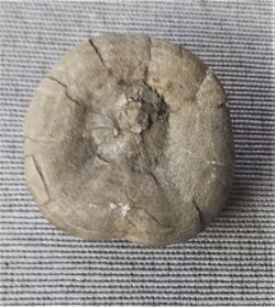 Nucleolites scutatus