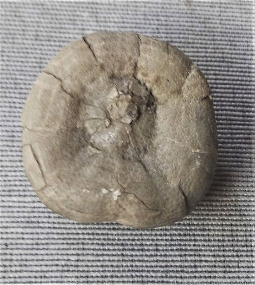Nucleolites scutatus