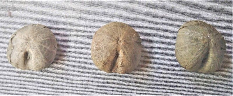 Nucleolites scutatus