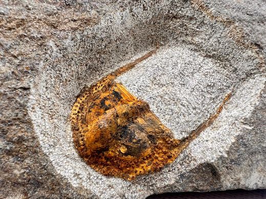 Onnia Sp.