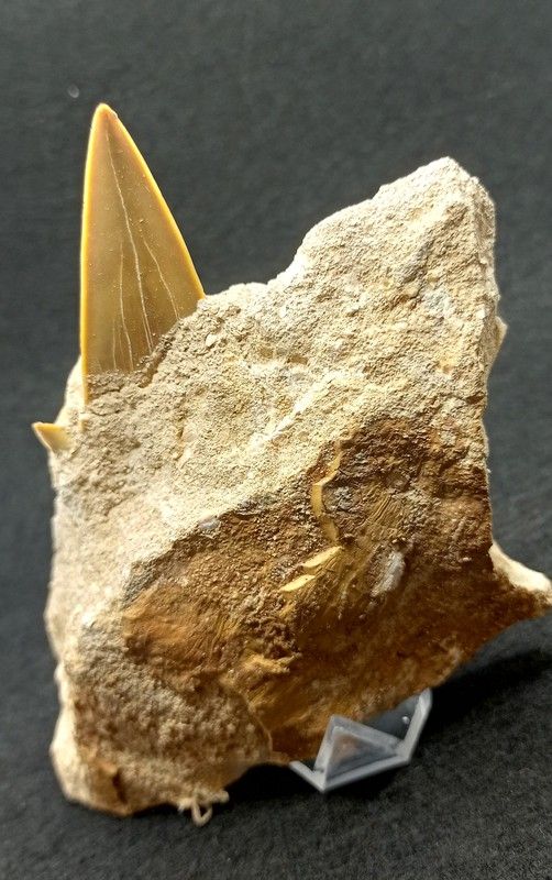 Otodus Obliquus (Diente fósil de Tiburón) - Ref. 1