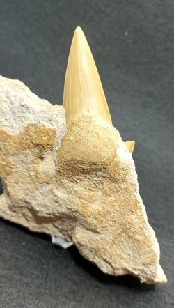 Otodus Obliquus (Diente fósil de Tiburón) - Ref. 1