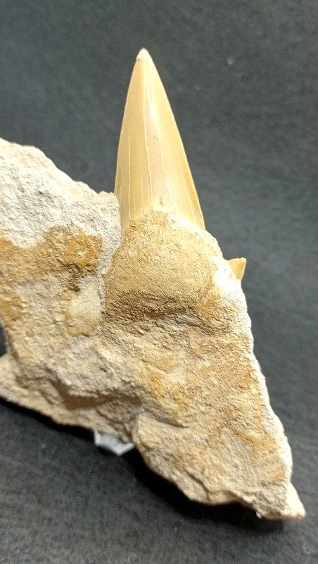 Otodus Obliquus (Diente fósil de Tiburón) - Ref. 1