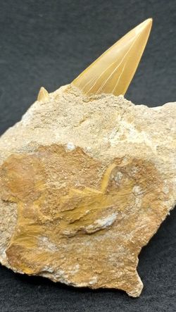 Otodus Obliquus (Diente fósil de Tiburón) - Ref. 1