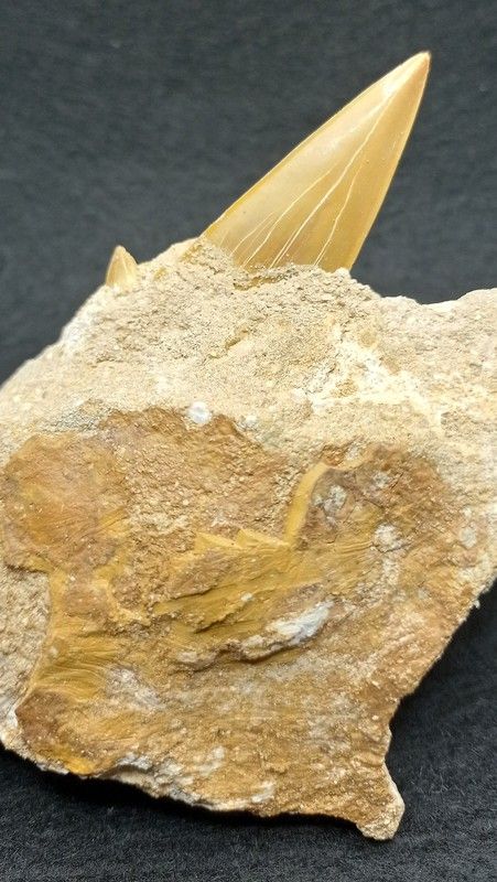 Otodus Obliquus (Diente fósil de Tiburón) - Ref. 1
