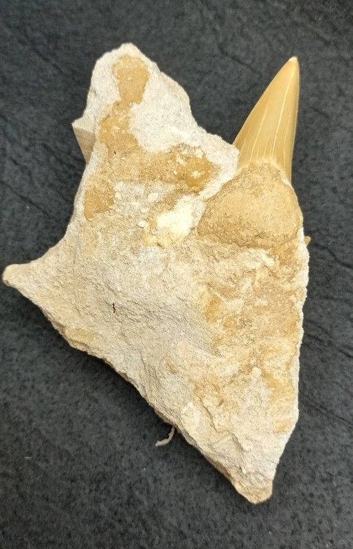 Otodus Obliquus (Diente fósil de Tiburón) - Ref. 1