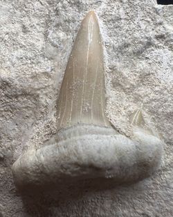 Otodus Obliquus en Matriz