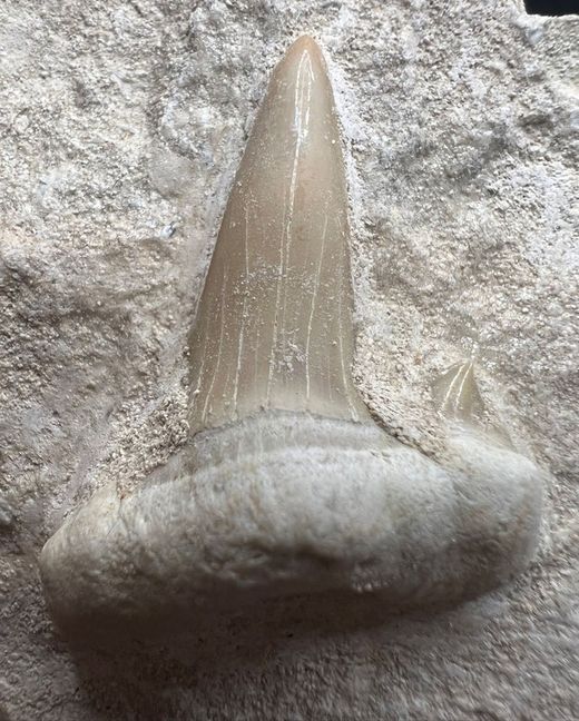 Otodus Obliquus en Matriz